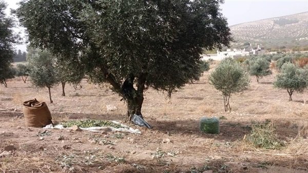 Militants steal crop of 115 olive trees in Jindires and Shera, and seize 200 trees in Rajo, Afrin